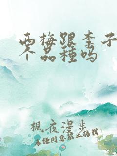 西梅跟李子是一个品种吗