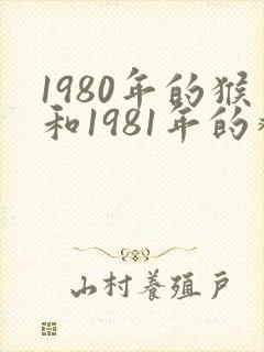1980年的猴和1981年的鸡相配吗
