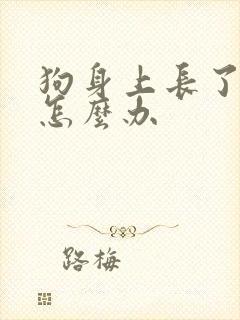 狗身上长了蜱虫怎么办