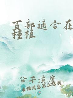 百部适合在哪里种植