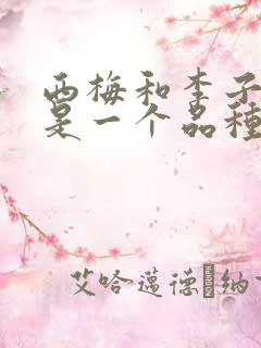 西梅和李子是不是一个品种