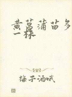黄菖蒲苗多少钱一株