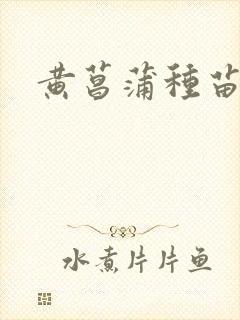 黄菖蒲种苗基地