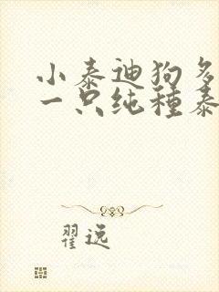 小泰迪狗多少钱一只纯种泰迪多少钱