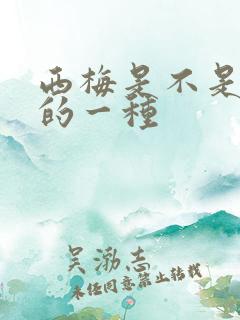 西梅是不是李子的一种