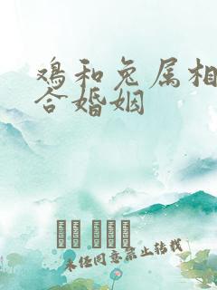 鸡和兔属相合不合婚姻