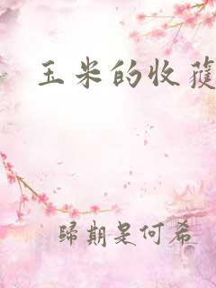 玉米的收获时间