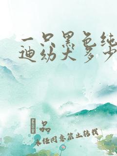 一只黑色纯种泰迪幼犬多少钱