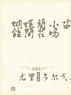 蝴蝶兰小苗当年能开花吗