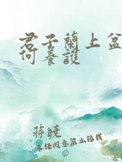 君子兰上盆后如何养护