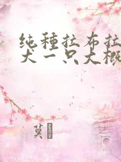 纯种拉布拉多幼犬一只大概多少钱