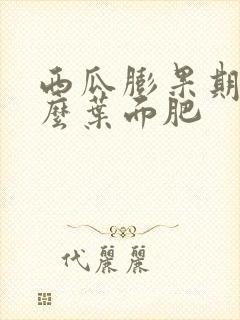 西瓜膨果期喷什么叶面肥