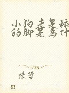 小狗老是舔主人的脚是为什么