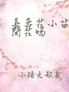 长寿花小苗当年开花吗