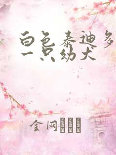白色泰迪多少钱一只幼犬