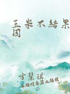 玉米不结果穗原因