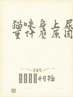 猫咪身上尿骚味重什么原因