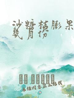 沙糖桔膨果期是几月份