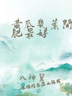 黄瓜几叶开始施肥最好