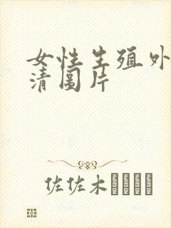 女性生殖外部高清图片