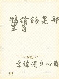 鹤指的是哪一个生肖