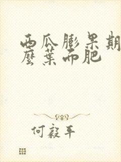 西瓜膨果期用什么叶面肥
