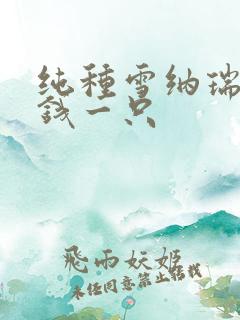 纯种雪纳瑞多少钱一只