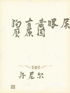 狗有黄眼屎是什么原因