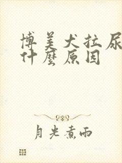 博美犬拉尿很黄什么原因