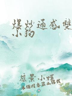 爆炒通感双胞胎小狗