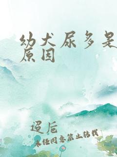 幼犬尿多是什么原因