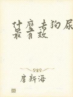 什么去狗尿骚味最有效