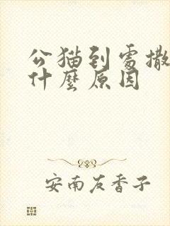 公猫到处撒尿是什么原因