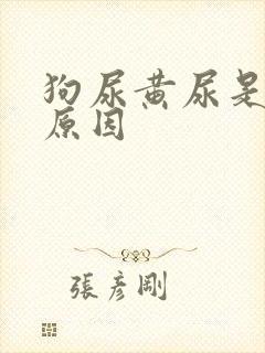 狗尿黄尿是什么原因