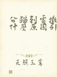 公猫到处撒尿是什么原因引起的
