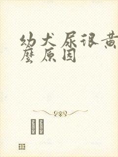 幼犬尿很黄是什么原因