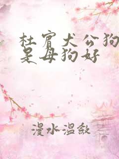 杜宾犬公狗好还是母狗好