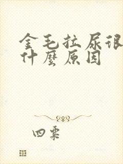 金毛拉尿很黄是什么原因