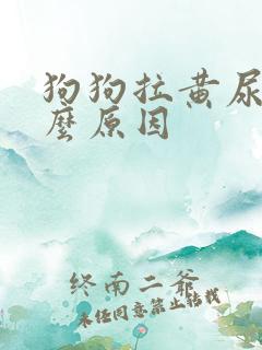 狗狗拉黄尿是什么原因
