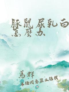 豚鼠尿乳白色的怎么办