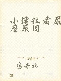 小猪拉黄尿是什么原因