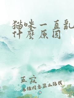 猫咪一直乱尿是什么原因