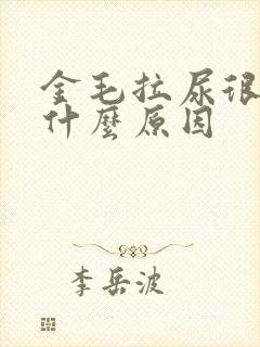 金毛拉尿很黄是什么原因