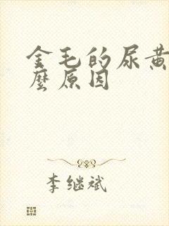 金毛的尿黄是什么原因