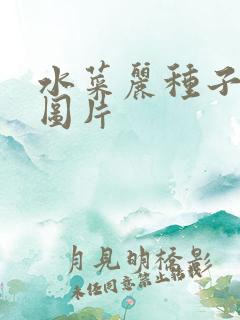 水菜丽种子全集图片