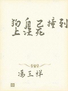 狗自己撞到我车上没死