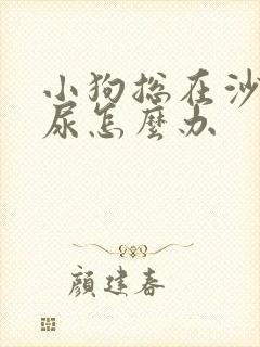 小狗总在沙发上尿怎么办