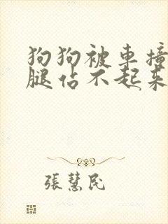 狗狗被车撞了后腿站不起来