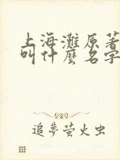 上海滩原著小说叫什么名字