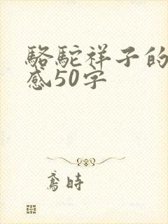 骆驼祥子的读后感50字